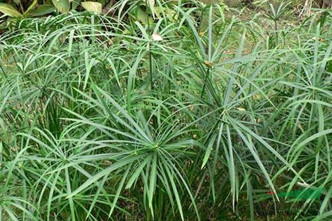水中微生物、水生植物對人工濕地的影響